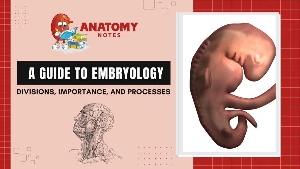 A Guide to Embryology: Divisions, Importance, And Processes