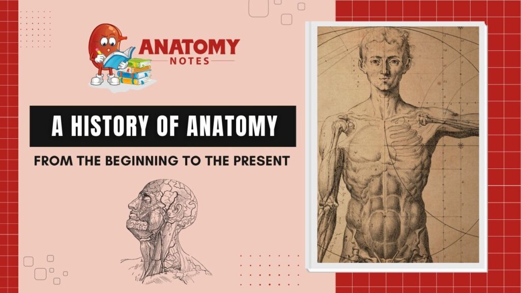 A History of Anatomy - From the Beginning to the Present