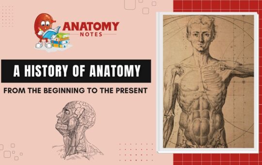A History of Anatomy - From the Beginning to the Present