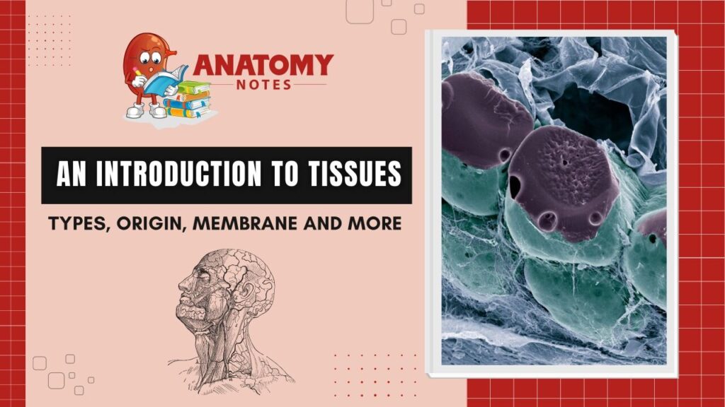 An Introduction to Tissues: Types, Origin, Membrane and More