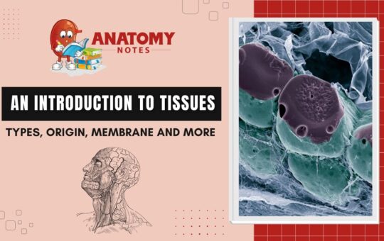 An Introduction to Tissues: Types, Origin, Membrane and More