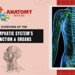 An Overview of the Lymphatic System's Function & Organs