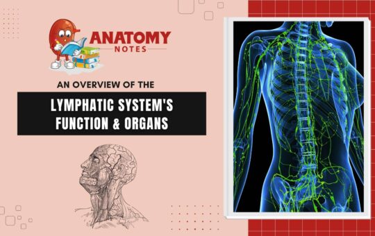 An Overview of the Lymphatic System's Function & Organs