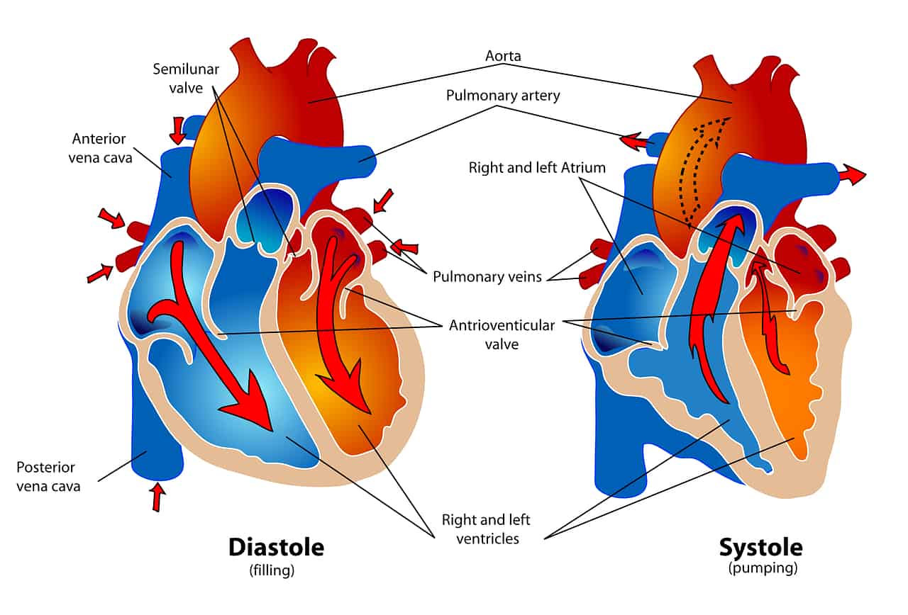 Cardiovascular system - Complete story of the heart & blood circulation