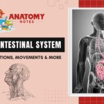 Gastrointestinal System - Intro, Functions, Movements & Organs Associated