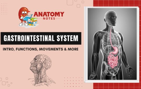 Gastrointestinal System - Intro, Functions, Movements & Organs Associated