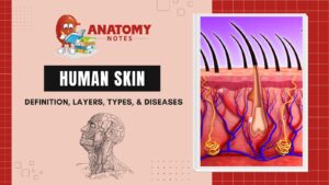Human Skin: Definition, Layers, Types, & Diseases
