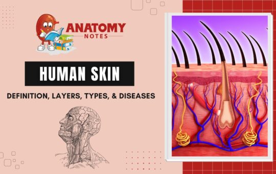 Human Skin: Definition, Layers, Types, & Diseases