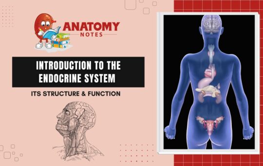 Introduction to the Endocrine System - Its Structure & Function