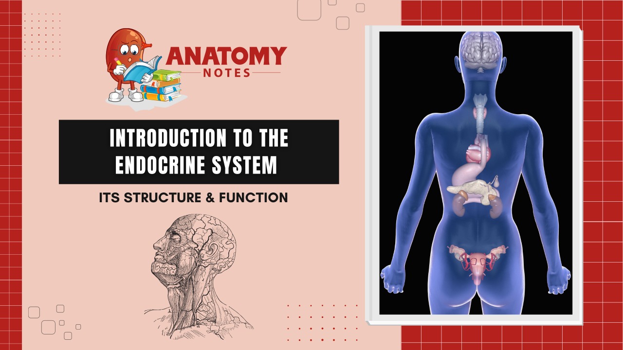 Introduction to the Endocrine System - Its Structure & Function