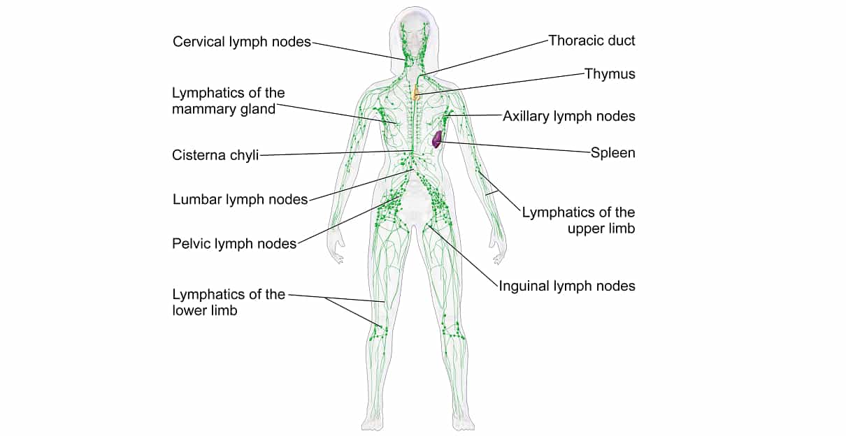 Lymphatic system - Organs associated and functions of lymphatic system