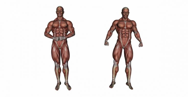 Muscular system - Types of muscles, characteristics & functions