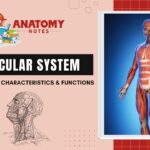 Muscular System: Muscle types, characteristics & functions
