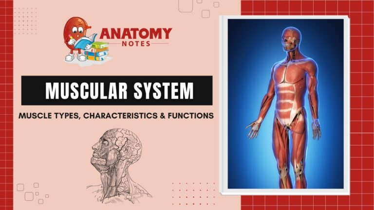Muscular System: Muscle types, characteristics & functions