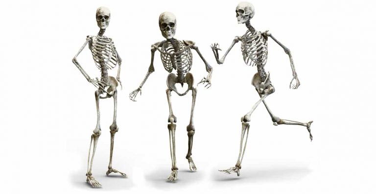 Skeletal system - Introduction & functions of skeletal system