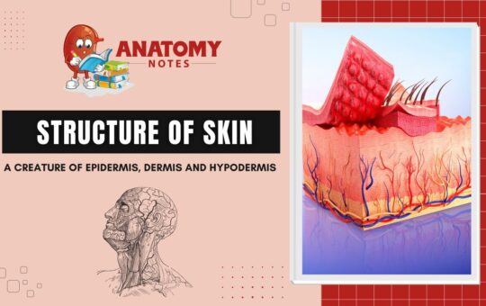 Structure of skin - A Creature of Epidermis, Dermis and Hypodermis