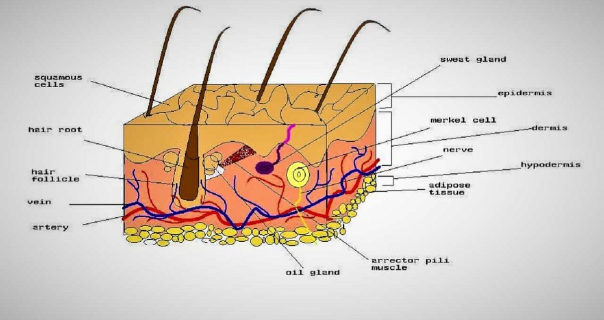 Structure of skin - A Creature of Epidermis, Dermis and Hypodermis