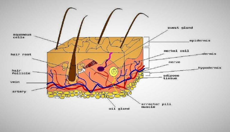 Structure of skin - A Creature of Epidermis, Dermis and Hypodermis ...