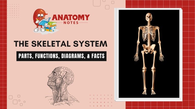 The Skeletal System: Parts, Functions, Diagrams, & Facts