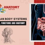 The Human Body Systems: Overview, functions and anatomy