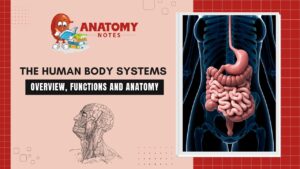 The Human Body Systems: Overview, functions and anatomy
