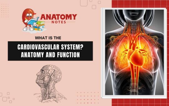 What is the cardiovascular system? Anatomy and function