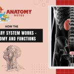 How the Urinary System Works - Anatomy and Functions