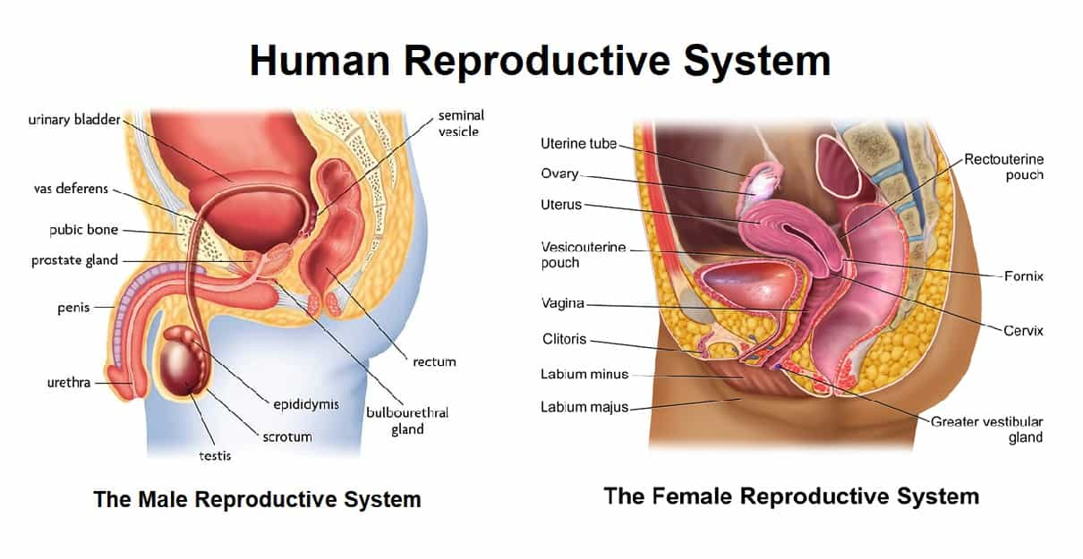 reproductive system organs