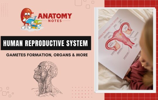 Human Reproductive system: Gametes Formation, Organs & more