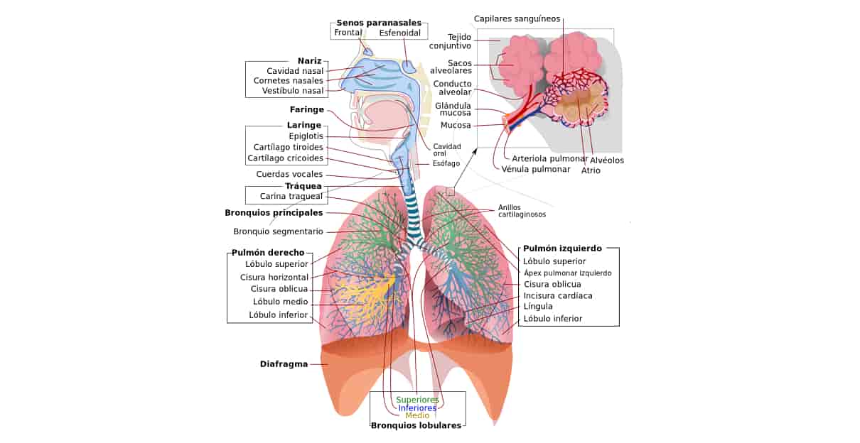 Respiratory System - Introduction, Parts & Functions Anatomy Notes