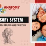 Sensory System: Introduction, Organs and Functions
