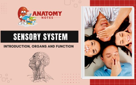 Sensory System: Introduction, Organs and Functions