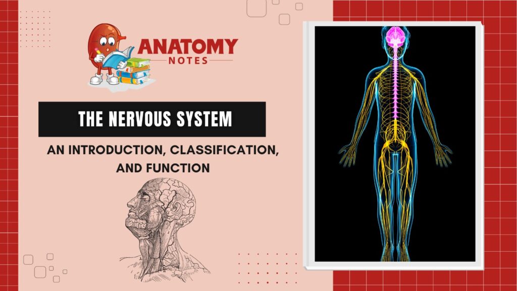 The Nervous System: an introduction, classification, and function