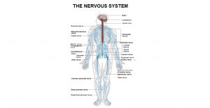 Nervous system-Introduction, Types, and Function