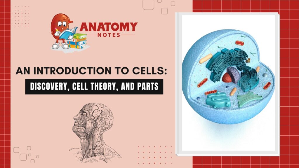 An Introduction to Cells: Discovery, Cell Theory, and Parts