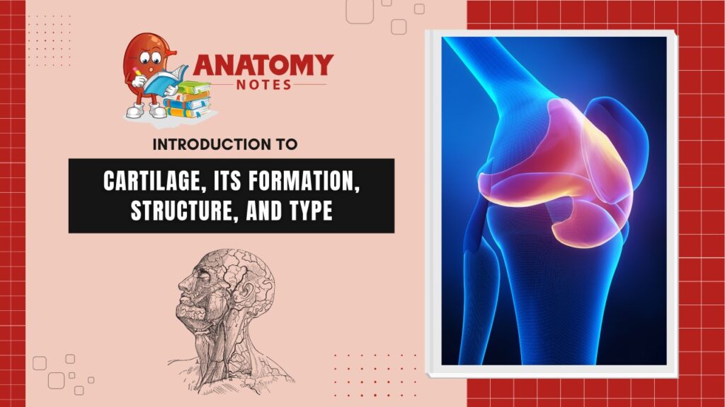 Introduction to Cartilage, its formation, structure, and type