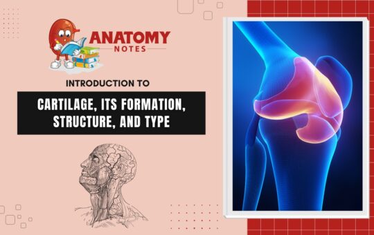Introduction to Cartilage, its formation, structure, and type