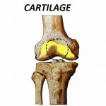 Cartilage – Introduction, Structure, Formation And Types Of Cartilage