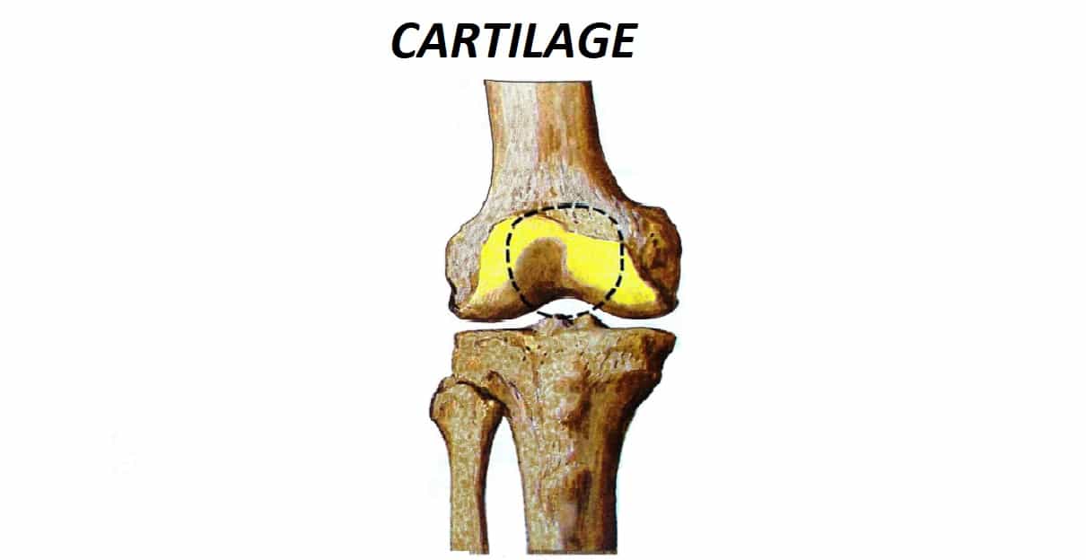 Cartilage - Introduction, Structure, Formation And Types Of Cartilage