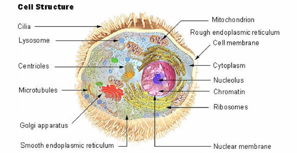 The Cell And Its Organelles : Parts of Cells (Organelles) - Hiatt 8th