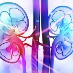 KIDNEYS – Location, Size, Structure, Function and Organs Associated with kidneys
