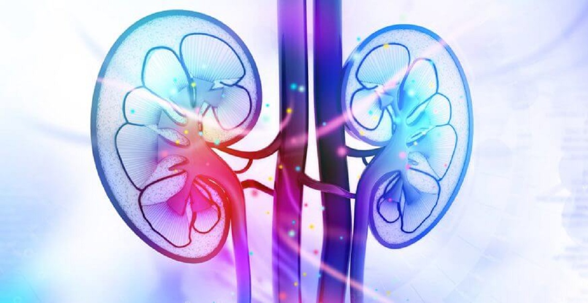 KIDNEY – Location, Size, Structure, Function and Organs Associated with kidneys