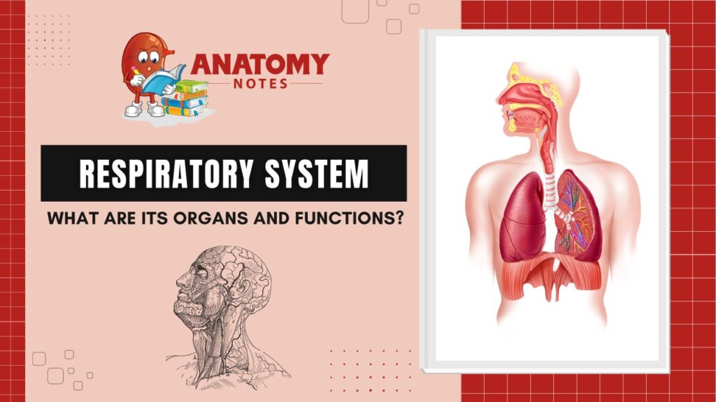 What is the respiratory system? What are its organs and functions?