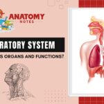 What is the respiratory system? What are its organs and functions?
