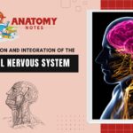 Coordination and Integration of the Central Nervous System