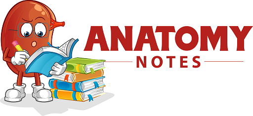 anatomy notes logo