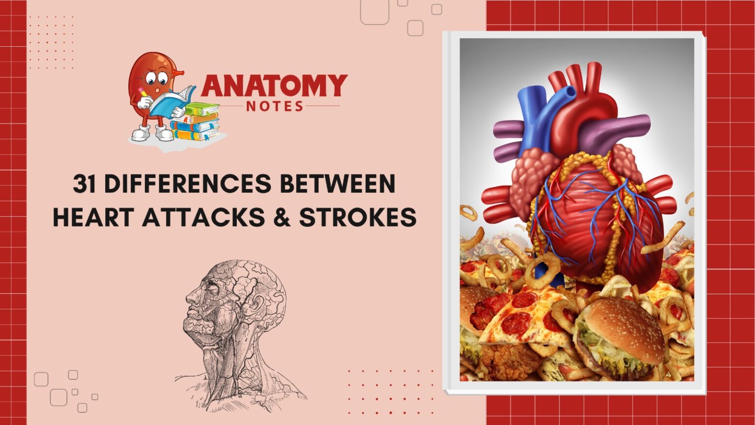 31-differences-between-heart-attacks-and-strokes