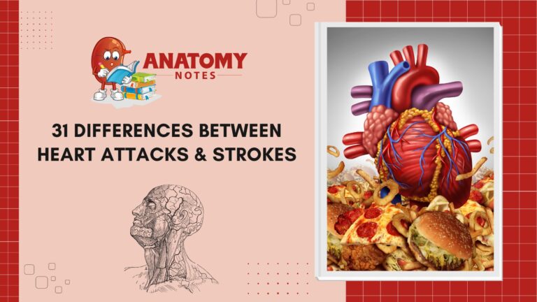 31 differences between heart attacks and strokes