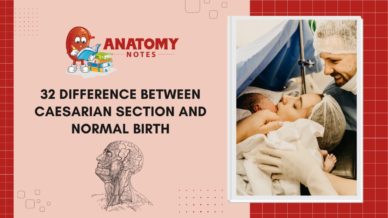 Caesarian Section and Normal Birth Archives - Anatomy Notes