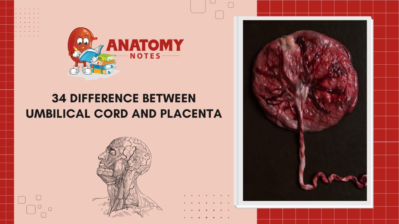Umbilical Cord and Placenta